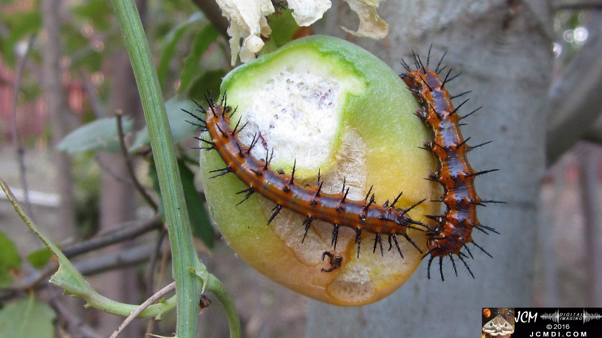 20160906-IMG_0703 Gulf Fritillary Butterfly caterpillars on passionvine fruit.jpg